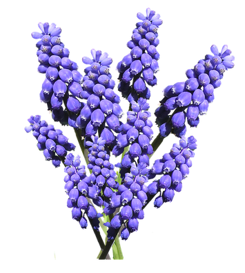 Hyacinth Download Png Image (black, plum)