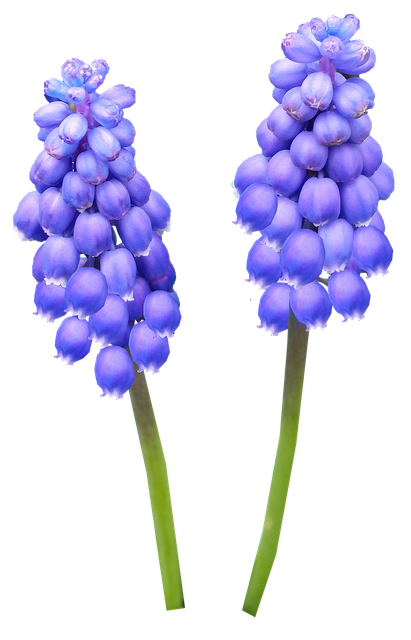 Hyacinth Png Hd Isolated (black)