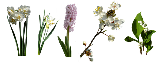 Hyacinth Png Isolated Photo (black)