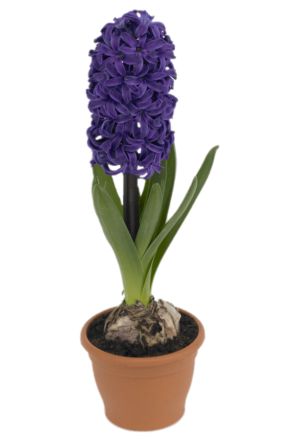 Hyacinth Png Photos (gray)