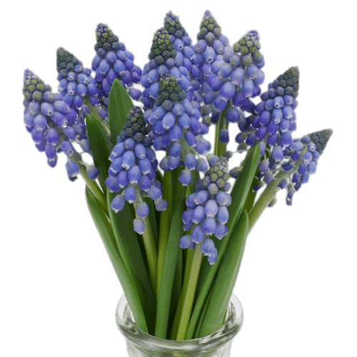 Hyacinth Png Picture (gray)