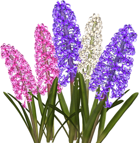 Hyacinth Png Transparent (black)