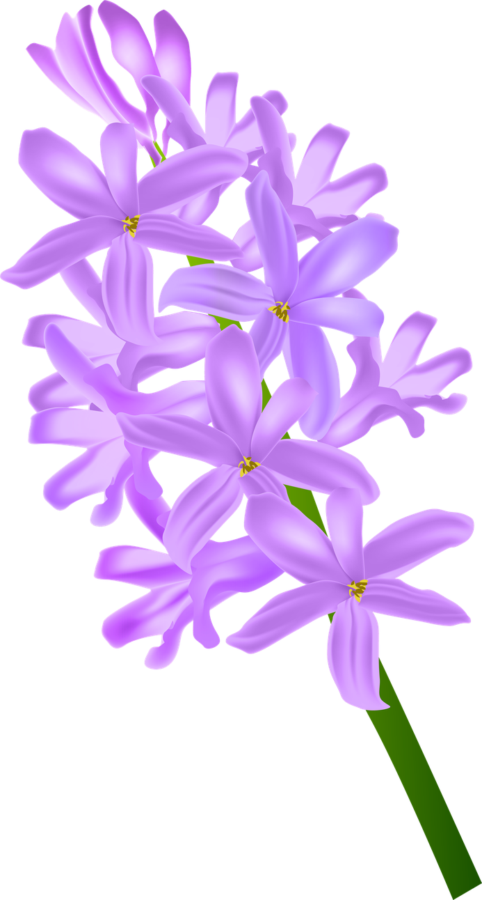 Hyacinth Png (lavender, violet, black, plum)