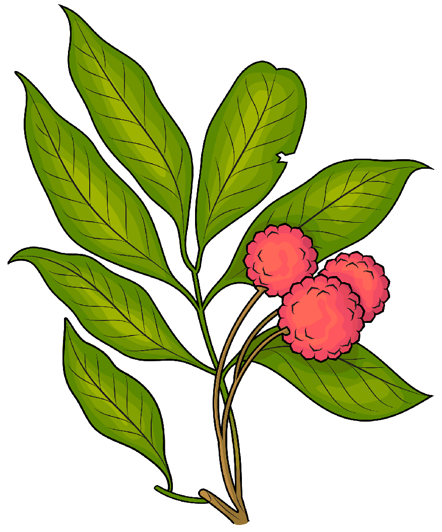 Lychee Png File (gray, olive)