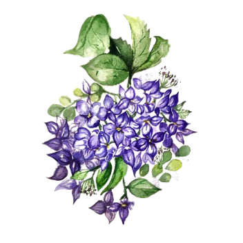 Hydrangea Background Png (black)