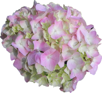 Hydrangea Flower Png File (silver, black)