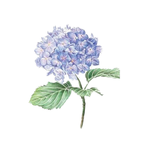 Hydrangea Flower Png Photos (white)