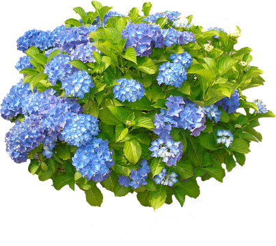 Hydrangea Png Free Download (black)