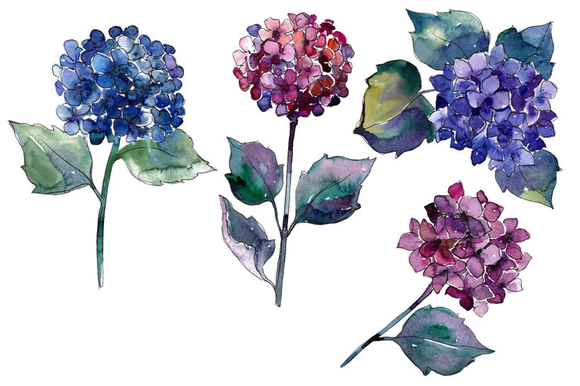 Hydrangea Png Photo (black)