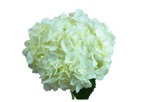 Hydrangea Png Photos (mint, black)