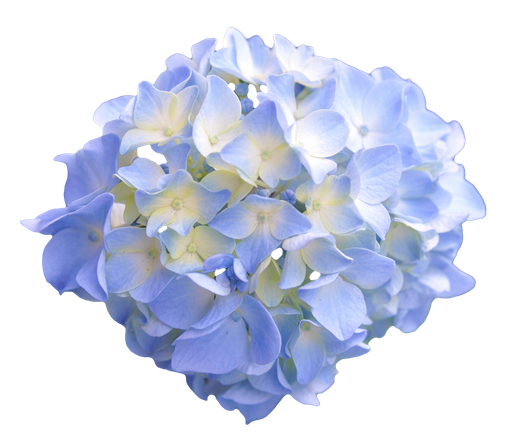 Hydrangea Png Pic (gray, lavender, black)