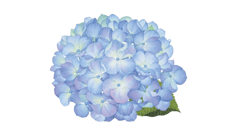 Hydrangea Png Picture (white, silver)