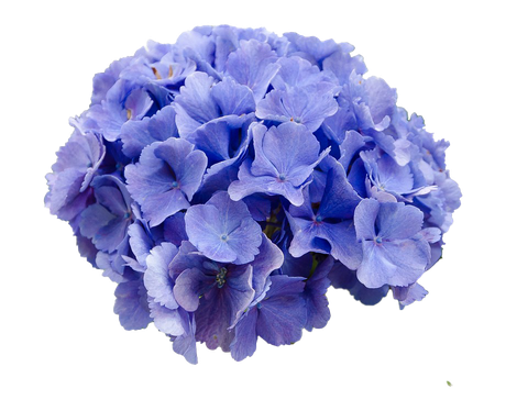 Hydrangea Png Transparent Image (gray, silver, black)