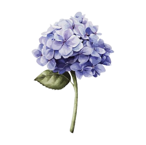 Hydrangea Png Transparent Picture (white)