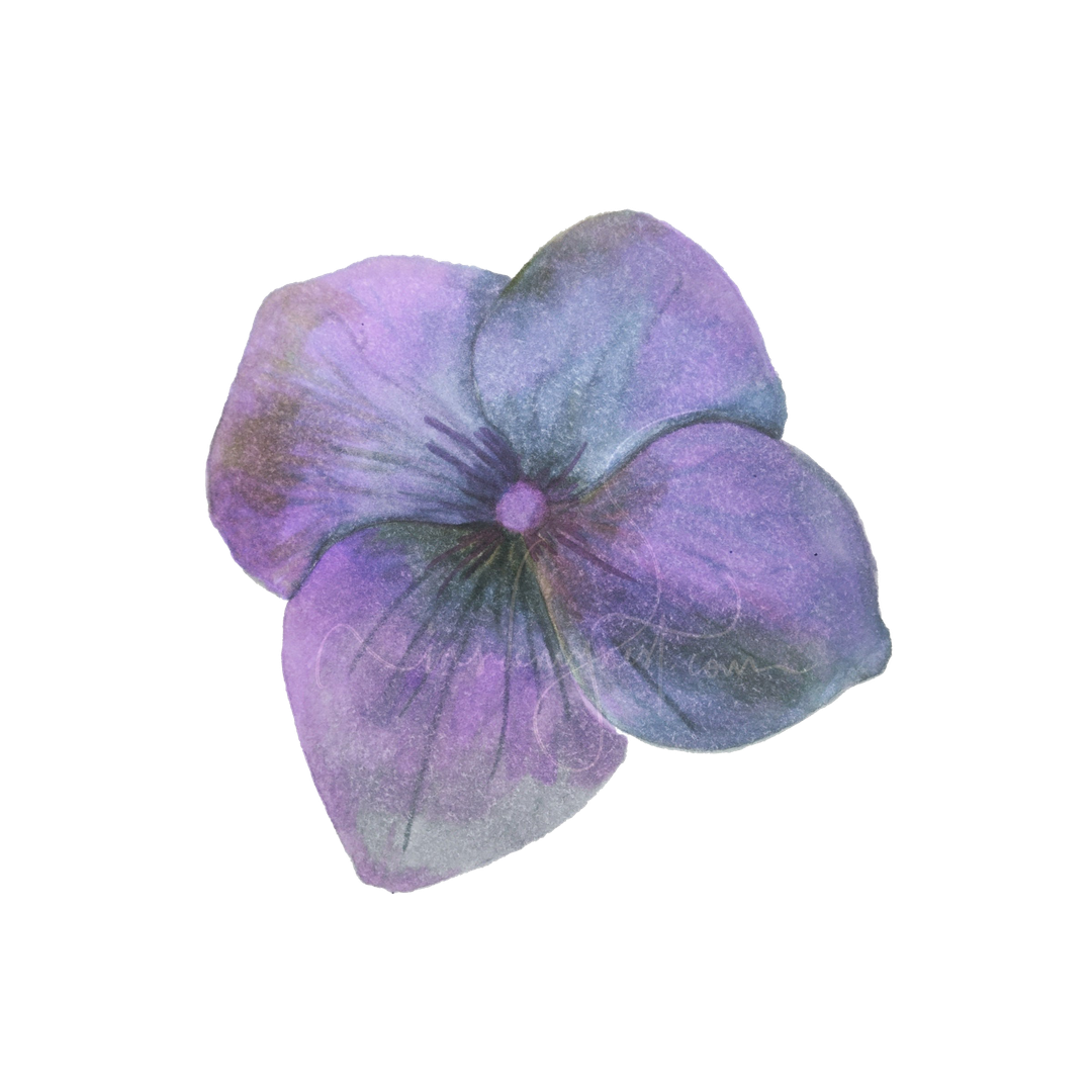 Hydrangea Png Transparent (gray, silver, indigo, black)