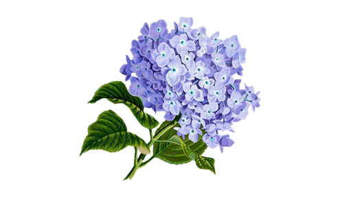 Hydrangea Transparent Background (green, black)