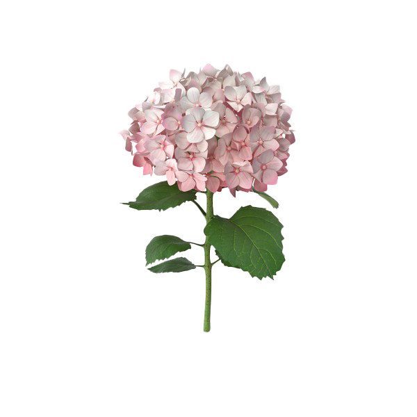 Hydrangea Transparent Images Png (white, olive, silver)