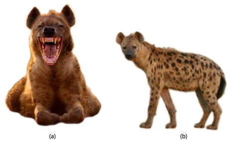 Hyena Png Free Download (white)