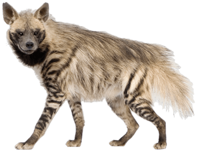 Hyena Png Image (gray, silver, black)