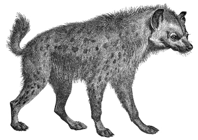 Hyena Png Transparent Image (white, gray)