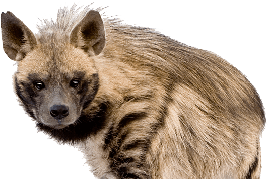 Hyena Transparent Background (white, silver, black, gray)