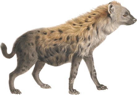 Hyena Transparent Png (gray, indigo, black)