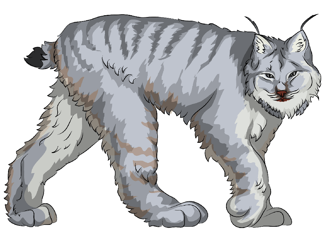 Lynx Png File (gray, silver)