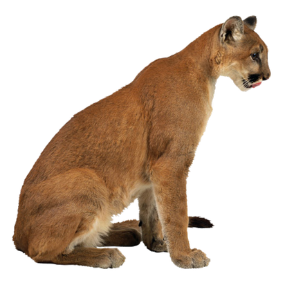 Lynx Png Picture (olive, black)